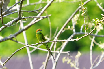A green-bodied, brown-headed bird is sitting on a branch.
