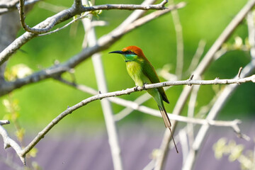 A bird with a green body and brown head sits on a branch.