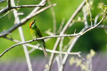 A bird with a green body and brown head sits on a branch.