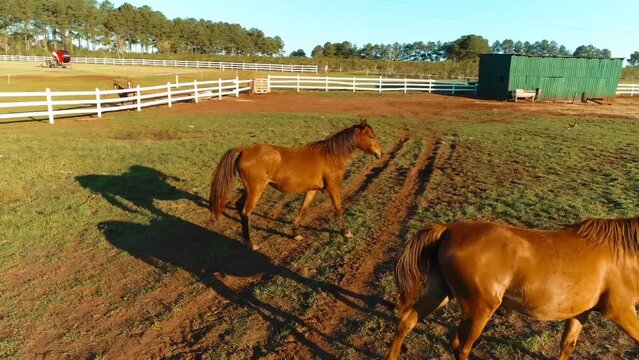 Two Arabian horses in their breeding facility.