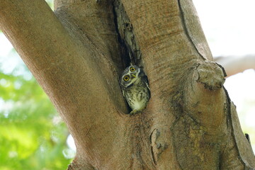 A spotted owl perches at the entrance to its nest burrow.