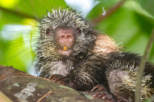 Puercoesp&iacute;n Tropical "Coendou mexicanus"