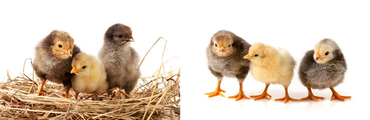three baby chicken in the straw nest on white background