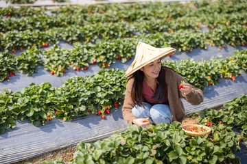 Foto op Canvas Woman visit strawberry field and pick strawberry © leungchopan