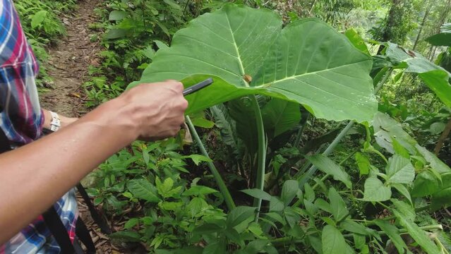 Hispanic woman has dew water drip from giant Elephant Ear plant leaf