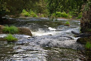 Beautiful landscape formed by small waterfalls on stones within a lush and green forest. Concept landscape, water, forest, vegetation, humidity.