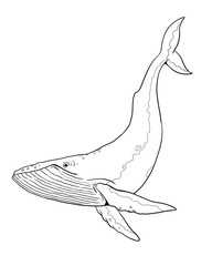 Blue whale to color in. Template for a coloring book with sea animals. Colouring page.