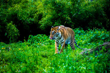 Hungry tiger walking in the jungle