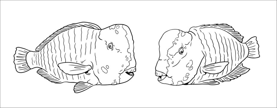Humphead parrotfish to color in. Vector template for a coloring book with sea fish. Colouring page.