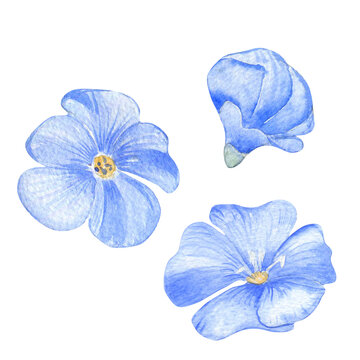 Blue Flax flowers set watercolor illustration isolated on white background. Hand drawn linum usitatissimum herbal plants. Painted blue flowers. Element for design package oil, trade, grocery, bakery