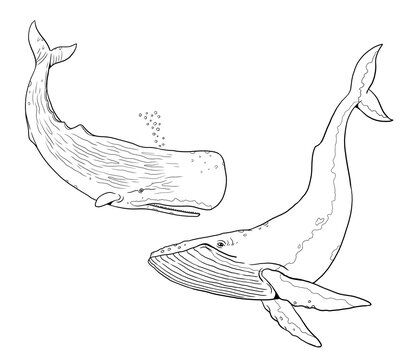 Sperm whale and blue whale to color in. Template for a coloring book with sea animals. Colouring page.