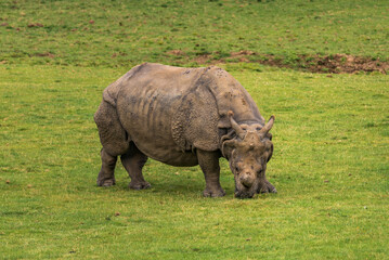 Obraz premium Indian rhinoceros or one-horned rhinoceros eats alone in the meadow.
