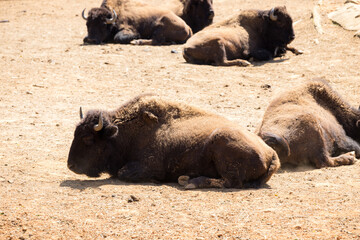 Fototapeta premium Cattle cow in the zoo park