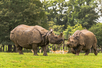 Fototapeta premium Meeting between two Indian rhinos or also called one-horned rhinoceros