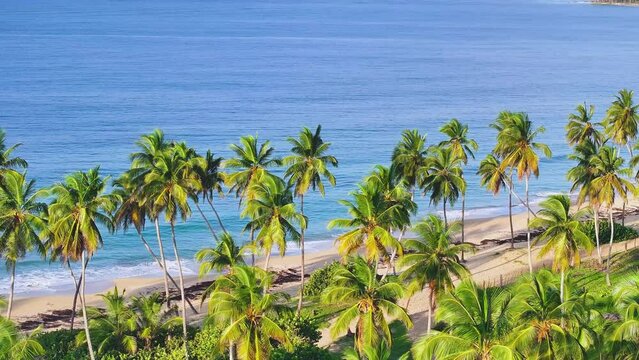 Top view of tropical sandy Limon beach with palm trees on island, Dominican Republic. A picturesque and tranquil backdrop of the ideal seaside for a summer holiday. Relax at a luxury resort.