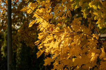 autumn yellow maple leaves in the park