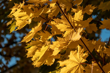 autumn yellow maple leaves in the park