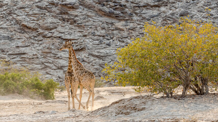 Giraffes in the wild in Namibia © serge