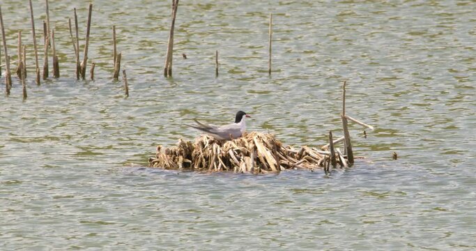 Common Tern Perched in Nest Amidst Tranquil Waters