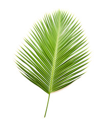 Obraz premium Green leaf of palm tree isolated on white background with clipping path. full depth of field. Flat lay, top view