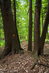 Hiking Trail through the Woods at Jamestown Audubon Center and Sanctuary