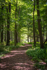 Fototapeta premium Hiking Trail through the Woods at Jamestown Audubon Center and Sanctuary