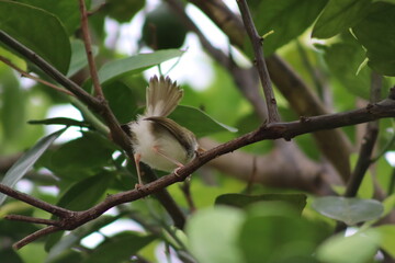 bird on a tree