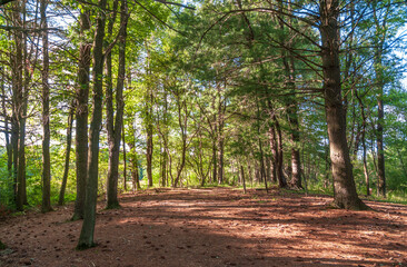Hiking Trail through the Woods at Jamestown Audubon Center and Sanctuary