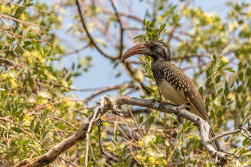 Hornbill perched on a branch in a deciduous tree, Namibia