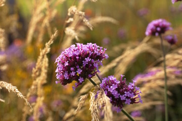 Eisenkraut - Verbene