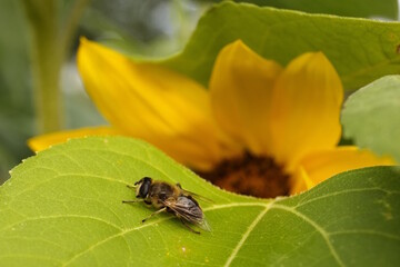 Biene auf einem Blatt