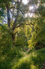 Fototapeta na wymiar Forest View at Jamestown Audubon Center and Sanctuary