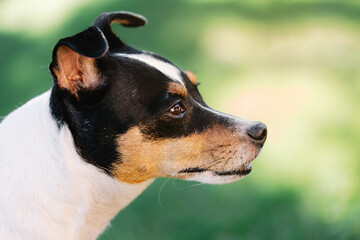 Close-up portrait of female Andalusian Bodeguero Buzzard dog in profile in a garden, with green grass background out of focus and natural light. Copy space