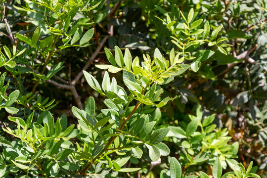 Green leaves of Pistacia lentiscus, also called lentisk or mastic, a dioecious evergreen shrub or small tree of the genus Pistacia native to the Mediterranean Basin. Tipaza, Tipasa, Algeria.