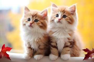 Cute twin cats 