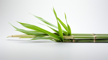 Isolated sugar cane on a white backdrop