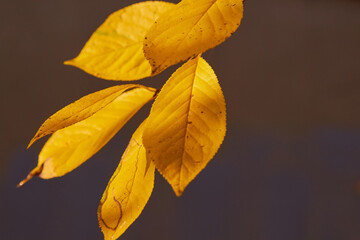 a branch with yellow leaves,autumn leaves yellow illuminated by the sun with a blurred background