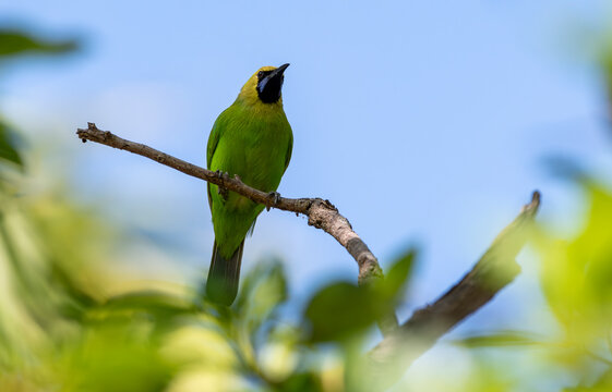 The golden-fronted leafbird is a species of leafbird. It is found from the Indian subcontinent and southwestern China to southeast Asia and Sumatra. It builds its nest on a tree and lays 2-3 eggs.
