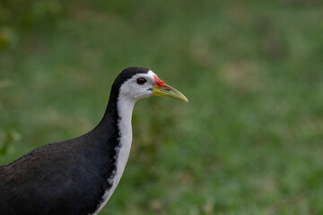 The pheasant-tailed jacana is a bird species from the jacana family found in Asia. Jacanas are a group of plovers that live in shallow lakes and can walk through lake vegetation with their large feet.