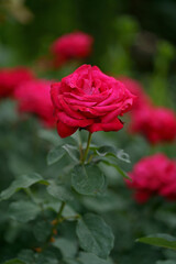 Pink rose flower with green leaves on a blurry dark background. Beautiful blooming of a bright pink rose in a summer garden on a sunny day. High quality photo