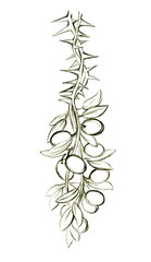 Pencil drawing. The Holy Spirit in the form of a dove turns a thorn tree into an olive branch