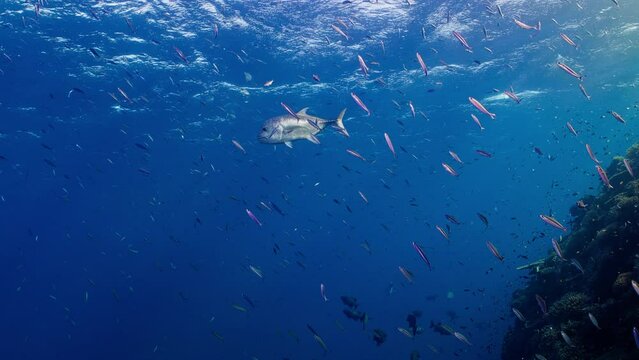 A solitary Giant Trevally glides through a school of Threestripe Fusilier, Great Barrier Reef