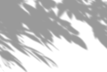 背景イラスト_木漏れ日