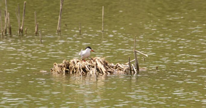 Common Tern Perched in Nest Amidst Tranquil Waters