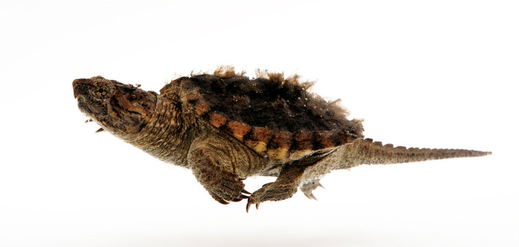 juvenile Common snapping turtle // junge Schnappschildkr&ouml;te (Chelydra serpentina)