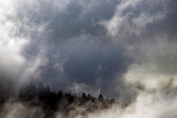 Misty landscape with fir forest