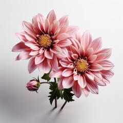 Beautiful Flowers ,Hd, On White Background