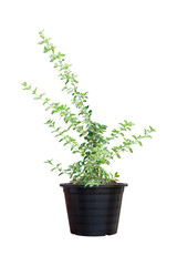 Serissa japonica (Thunb.) Thunb or Snowrose growing in black plastic pot isolated on white background included clipping path.