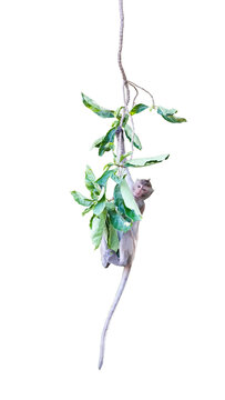 Macaca or baby monkey is dangling and swing, looking like Tarzan on a branch. It's cute, funny, climbing, about to fall from the tree. Isolated on white background with clipping path and transparent