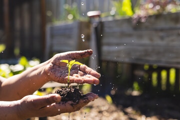 Close up of hands of senior biracial woman holding seedling in sunny garden, copy space